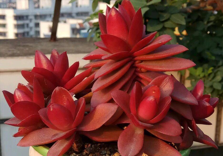 微博账号如何养：从新手到大V的成长秘籍