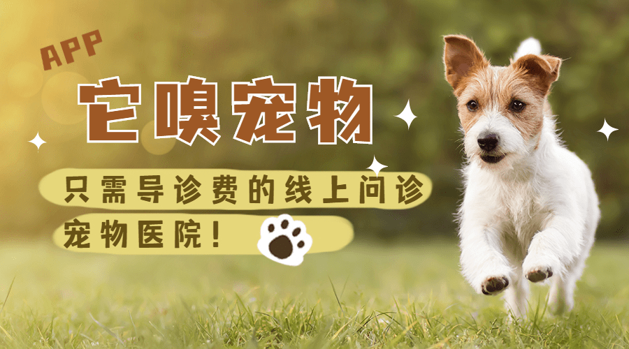 小红书怎么有宠：轻松找到你和宠物的生活新灵感