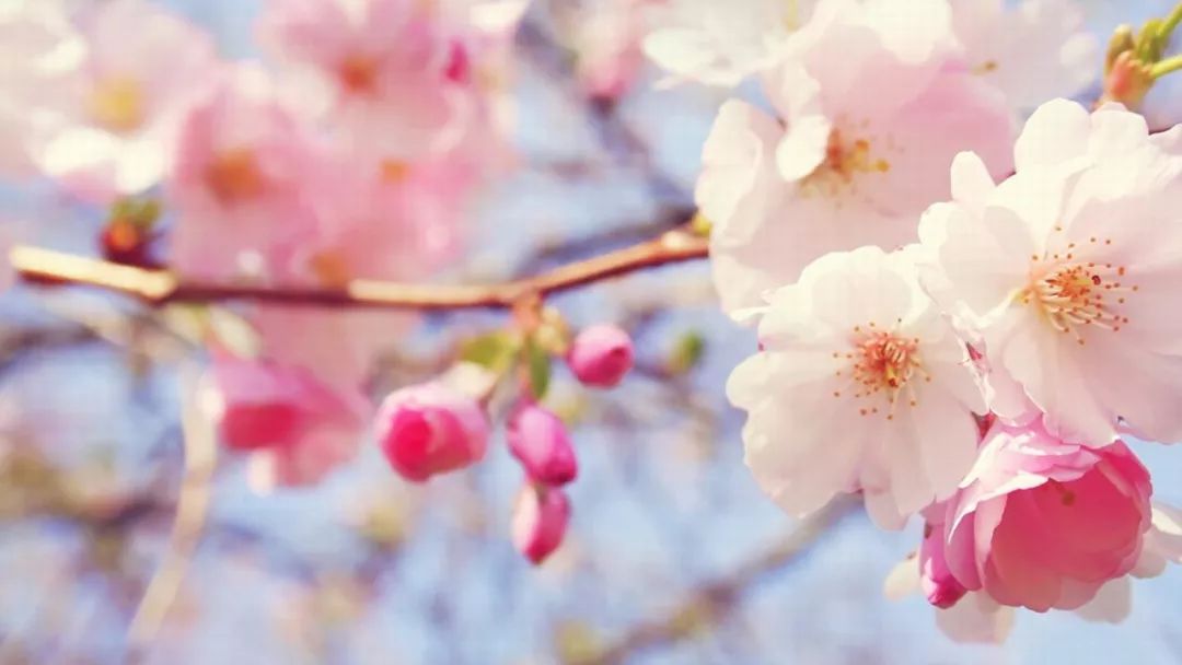 如何在小红书玩转《樱花校园模拟器》——成为校园女神的秘诀